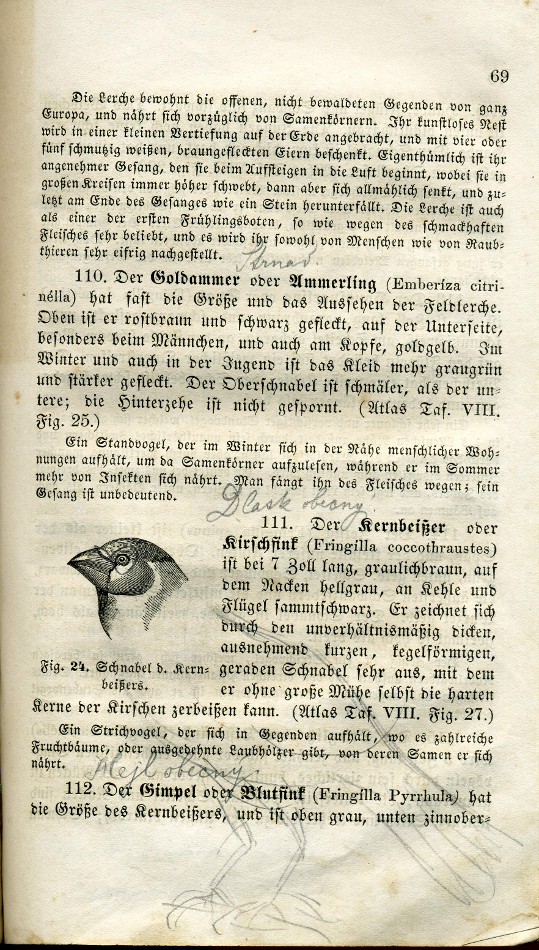 dokreslený obrázek